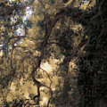 High Noon at The Little Park